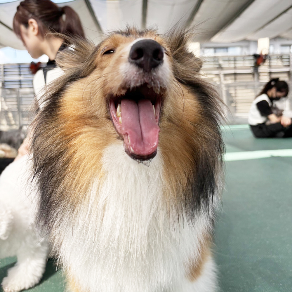 生徒が撮影したモデル犬写真②